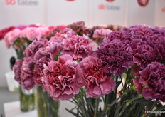 This is the Wild Thrill variety of SB Talee